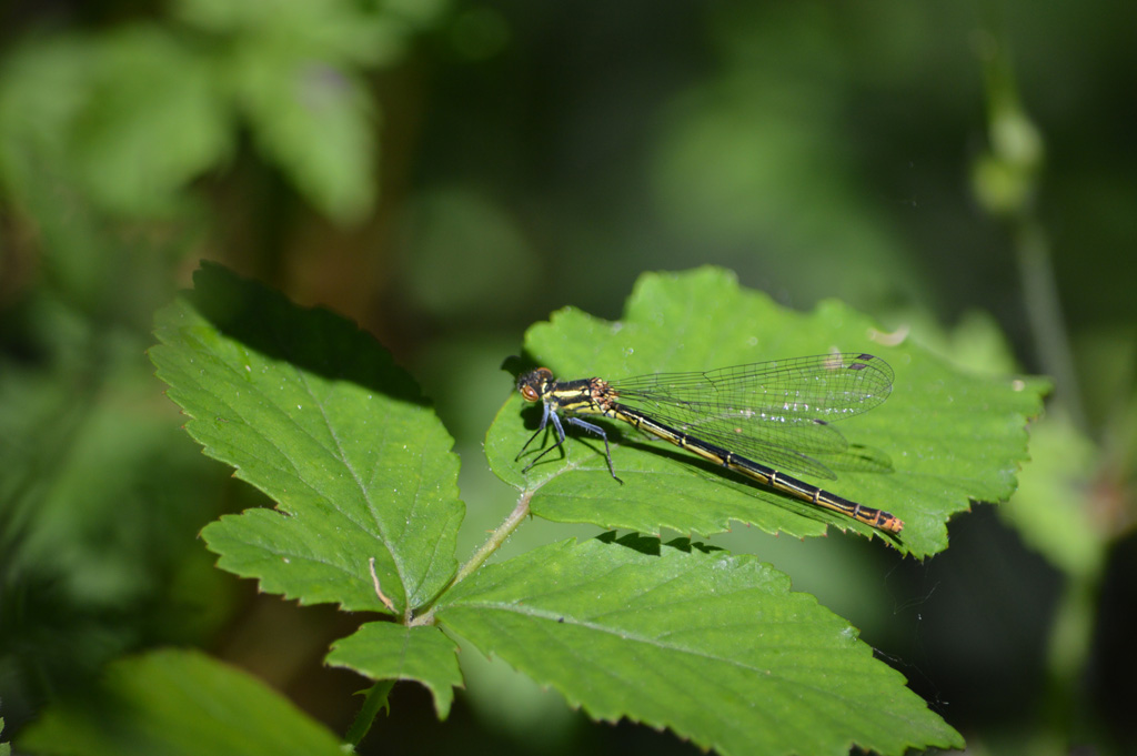 femmina di Coenagrionidae:  Pyrrhosoma nymphula